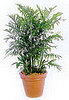 Plants That Purify: Bamboo Palm