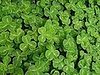 Name This Plant
