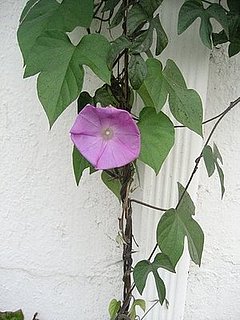 Name This Flower