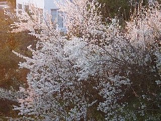 Su Casa: Show Me Your Casa (and Garden)!