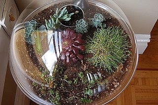 Do You Have a Terrarium?