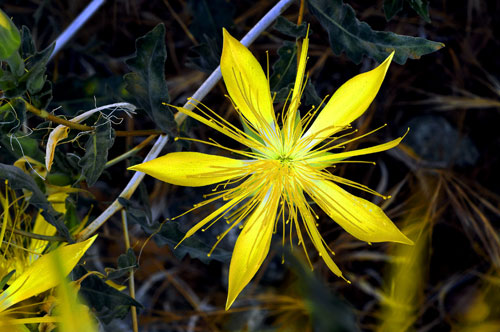 California Wildfires Germinate Native Flowers