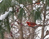 Birds & Squirrels are Feasting in our Backyard Cafe!