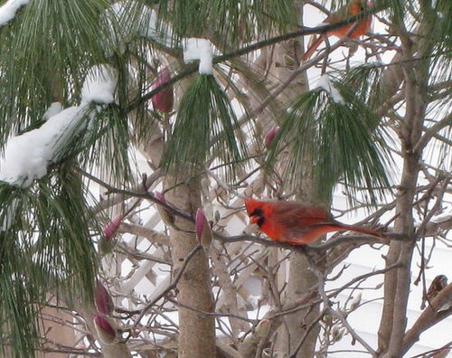 Birds & Squirrels are Feasting in our Backyard Cafe!
