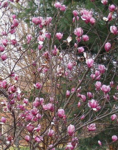 Tulip Trees (Japanese Magnolia)  are Blooming in Tennessee