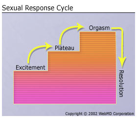 Dear Quiz: What Did You Learn About the Sexual Response Cycle?