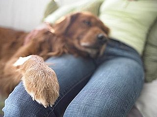 You Asked: Can I Use My Dog to Get to My Ex?
