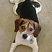 I need doggy advice.