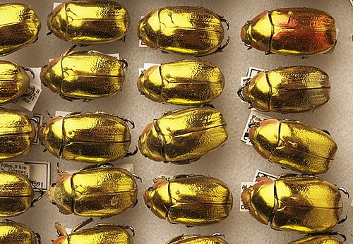 Jewelry made out of dead bugs