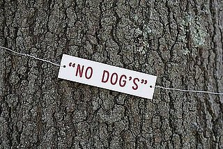 This Tree Belongs to No Dog!