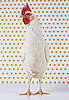 Chicken Band Names: Real or Fake?