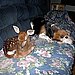For Animal Lovers