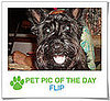 Pet Pics on PetSugar 2009-01-02 09:30:43
