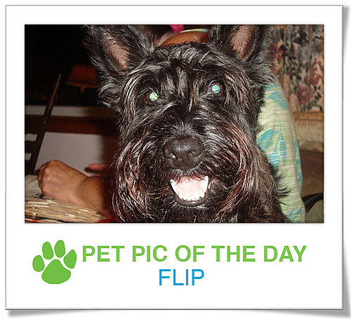 Pet Pics on PetSugar 2009-01-02 09:30:43