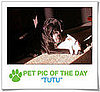 Pet Pics on PetSugar 2009-01-05 09:30:00