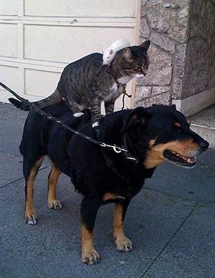 Rat Riding Cat Riding Dog