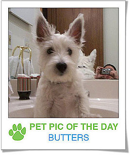 Pet Pics on PetSugar 2009-01-08 09:30:16