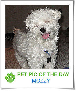 Pet Pics on PetSugar 2009-01-19 09:30:08