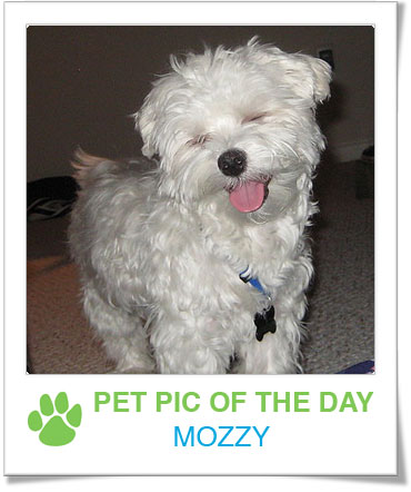 Pet Pics on PetSugar 2009-01-19 09:30:08
