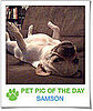 Pet Pics on PetSugar 2009-01-21 09:30:28