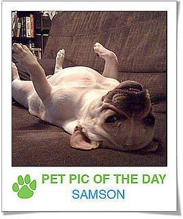 Pet Pics on PetSugar 2009-01-21 09:30:28