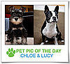 Pet Pics on PetSugar 2009-01-23 09:30:59