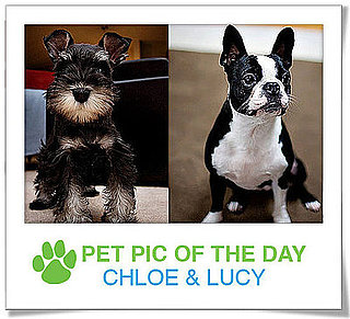 Pet Pics on PetSugar 2009-01-23 09:30:59