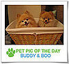 Pet Pics on PetSugar 2009-01-30 09:30:18