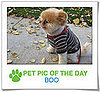 Pet Pics on PetSugar 2009-01-27 09:30:21