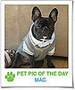 Pet Pics on PetSugar 2009-01-28 09:30:49