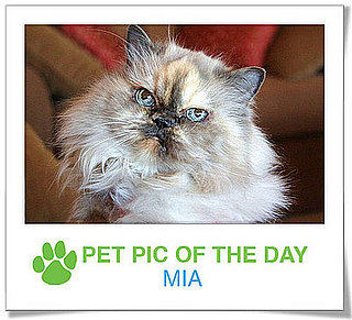 Pet Pics on PetSugar 2009-02-05 09:30:28