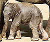 This Baby Elephant Is Only 33 Hours Old!