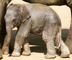 This Baby Elephant Is Only 33 Hours Old!