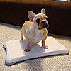 Even Dogs Love the Wii Fit!
