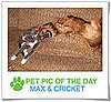 Pet Pics on PetSugar 2008-11-12 09:30:50