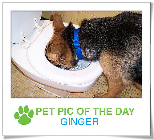 Pet Pic of the Day: Ginger Is So Thirsty