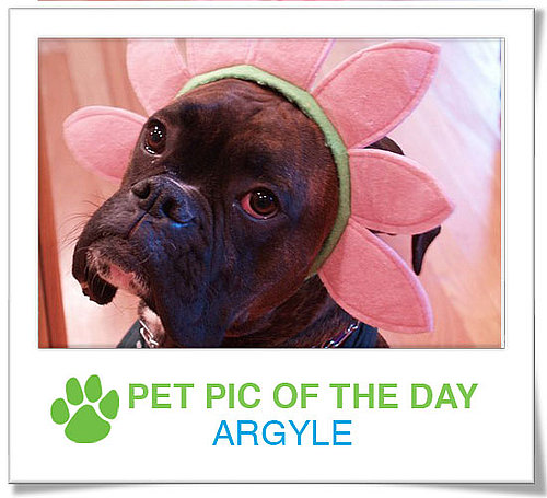 Pet Pics on PetSugar 2008-11-20 07:15:26