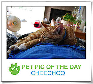 Pet Pics on PetSugar 2008-11-28 10:25:57