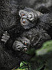 PetSugar Weekly Recap 2008-12-06 03:00:22