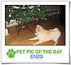 Pet Pics on PetSugar 2008-12-15 09:30:13