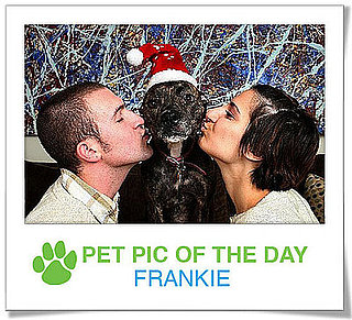 Pet Pics on PetSugar 2008-12-10 09:30:26