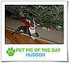 Pet Pics on PetSugar 2008-12-22 09:30:46