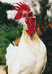 Health Poll: Are You Worried About Catching the Bird Flu? Health Poll: Are You Worried About Catching the Bird Flu?