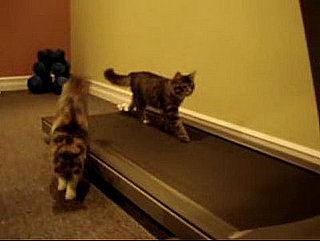 If These Cats Can Do It, You Can, Too!