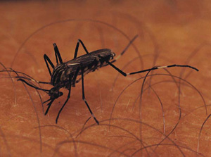 B Vitamins and Mosquitoes