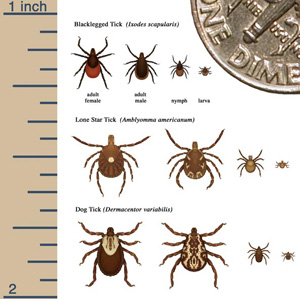 Tips on Dealing with Ticks and Hiking