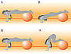 Exercise Ball Ab and Arm Workout