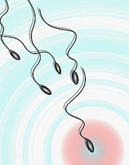Cell Phone Use May Affect Sperm