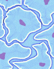 5 Things About: Fat Cells