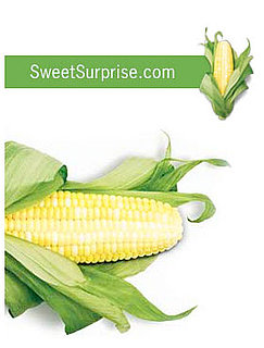 More on High Fructose Corn Syrup